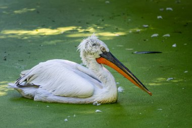 Dalmaçyalı Pelikan - Pelecanus crispus, Avrasya tatlı sularından güzel büyük beyaz su kuşu, Türkiye.