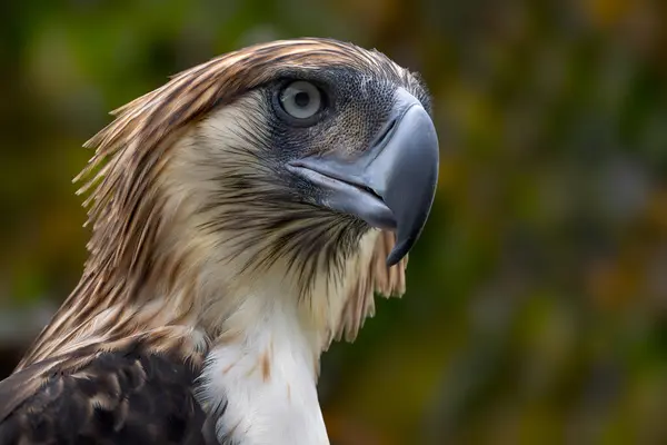 stock image Philippine Eagle - Pithecophaga jefferyi, portrait of beautiful large critically endangered species of eagle endemic to forests in the Philippines.