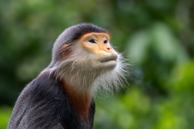 Kırmızı bıçaklı Douc Langur - Pygathrix nemaeus, Güneydoğu Asya, Denang, Vietnam 'ın tropikal ormanlarına özgü eşsiz renkli primat..