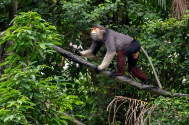 Kırmızı bıçaklı Douc Langur - Pygathrix nemaeus, Güneydoğu Asya, Denang, Vietnam 'ın tropikal ormanlarına özgü eşsiz renkli primat..