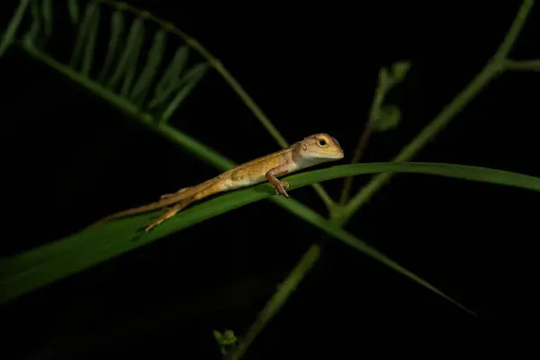 stock image Oriental Garden Lizard - Calotes versicolor, colorful changeable lizard from Asian forests and bushes, Malaysia.