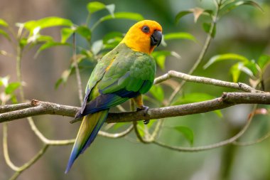 Jandaya Parakeet - Arating a jandaya, Brezilya 'nın kuzeydoğusundaki ormanlara ve ormanlık alanlara özgü küçük güzel renkli Neotropik papağan.