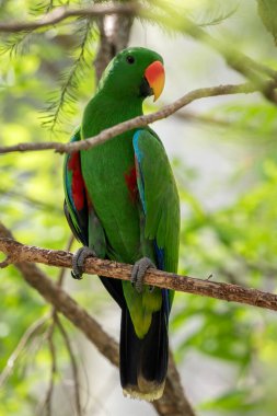 Papuan Red-side Eclectus - Eclectus polychloros, Yeni Gine 'nin tropikal ormanlarına özgü güzel renkli popüler papağan, Papua Yeni Gine.