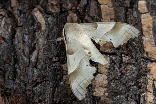 Stock image Oak Hawk-moth - Marumba quercus, beautiful large moth from woodlands and oak forests of southern Europe, North Africa, the Near East and Mesopotamia.