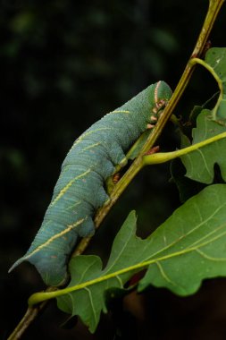 Meşe Ağacı Tırtılı- Marumba quercus, Güney Avrupa, Kuzey Afrika, Yakın Doğu ve Mezopotamya 'nın ormanları ve meşe ormanlarından gelen güve tırtılı.