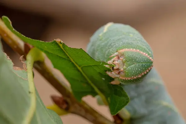 stock image Oak Hawk-moth caterpillar  - Marumba quercus, caterpillar of moth from woodlands and oak forests of southern Europe, North Africa, the Near East and Mesopotamia.