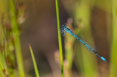 Azure Damselfly - Coenagrion puella, Avrupa tatlı sularından güzel ve güzel bir kızböceği, Mikulov, Çek Cumhuriyeti.