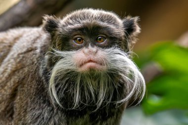 İmparator Tamarin - Saguinus Imperator, Amazon, Brezilya 'nın tropikal ormanlarından uzun beyaz bıyıklı küçük güzel primatın portresi.