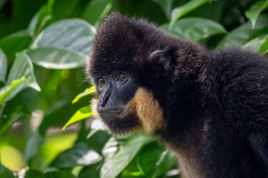 Güney Sarı Yanaklı Gibbon - Nomascus gabriellae, Güneydoğu Asya, Vietnam 'daki tropik ormanların tepe örtüsünden güzel kahverengi maymunun portresi.