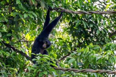 Siamang - Symphalangus syndactylus, Endonezya, Malezya ve Tayland ormanlarına özgü büyük gürültülü siyah kürklü bir şablon..