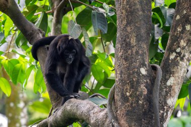 Kolombiyalı Kara Örümcek Maymunu - Ateles fusciceps rufiventris, güzel siyah örümcek maymun Kolombiya ve Panama ormanlarına özgü.