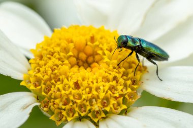 jewel beetle - Anthaxia fulgurans, beautiful green metallic beetle from European meadows and grasslands, Mikulov, Czech Republic. clipart