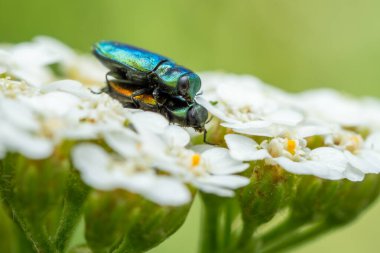 Mücevher Böceği - Anthaxia fulgurans, Avrupa çayır ve otlaklarından güzel yeşil metalik böcek, Mikulov, Çek Cumhuriyeti.