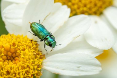 jewel beetle - Anthaxia fulgurans, beautiful green metallic beetle from European meadows and grasslands, Mikulov, Czech Republic. clipart