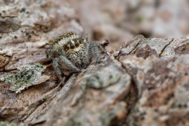 Zıplayan örümcek - Macaroeris nidicolens, Avrasya 'nın açık ve sıcak bölgelerinde yaşayan güzel, küçük zıplayan örümcek, Mikulov, Çek Cumhuriyeti.