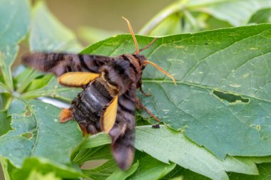 Asian hawk moth - Sphecodina caudata, beautiful colored hawk moth from Central Asian woodlands and forests, China. clipart