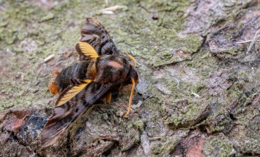 Asian hawk moth - Sphecodina caudata, beautiful colored hawk moth from Central Asian woodlands and forests, China. clipart