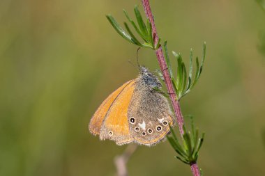 Chestnut Heath - Coenonympha glycerion, small hidden butterfly from European grasslands and meadows, Mikulov, Czech Republic. clipart