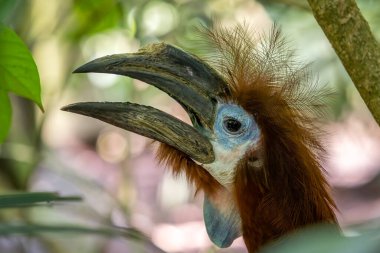 Siyah çıngıraklı gagalı boynuz - Ceratogymna atrata, Sahra altı Afrika ormanları ve ormanlarından büyük benzersiz bir kuşun portresi, Uganda.
