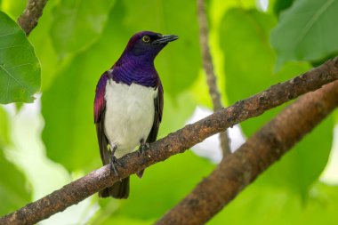 Violet destekli Starling - Cinnyricinclus leucogaster, Afrika ormanlarından, ormanlarından ve çalılarından güzel renkli tüneyen kuş, Kenya.