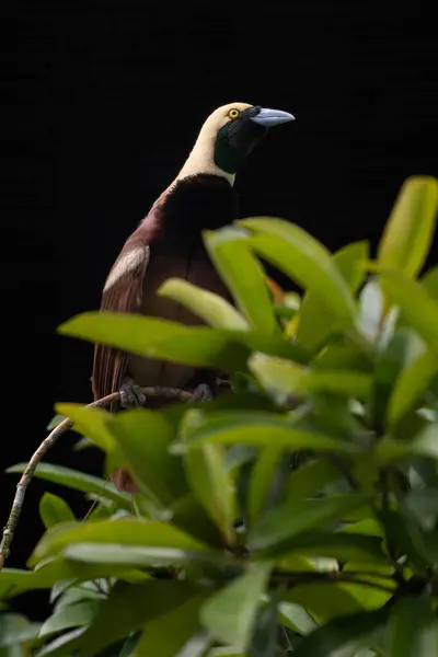 stock image Raggiana Bird-of-paradise - Paradisaea raggiana, beautiful iconic colored bird from tropical forests of New Guinea.