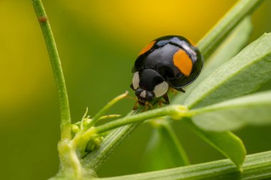 Multicolored Asian Lady Beetle - Harmonia axyridis, beautiful small colored lady beetle from Euroasian meadows and grasslands, Czech Republic. clipart