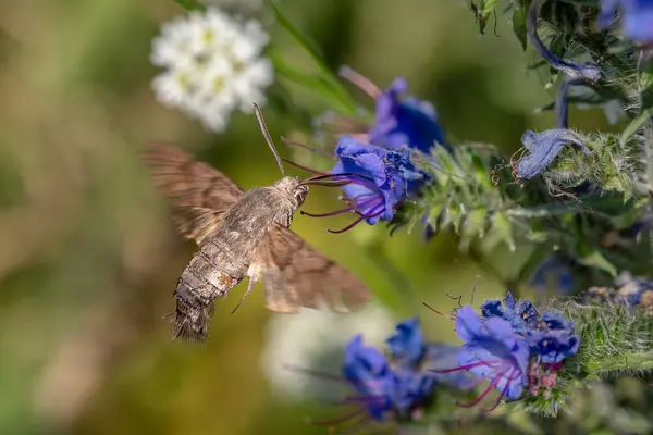 stock image Humming-bird Hawk-moth - Macroglossum stellatarum, beautiful small hawkmoth from European meadows, Mikulov, Czech Republic.