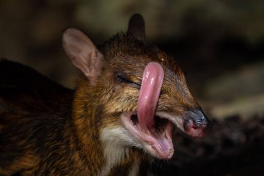 Pygmy Mouse Deer - Tragulus kanchil, beautiful small even-toed ungulate from Southeast Asian tropical forests, Malaysia. clipart