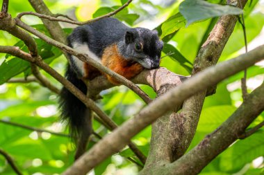 Prevost's Squirrel - Callosciurus prevostii, beautiful colored large squirel from Southeast Asian forests and woodlands, Borneo. clipart