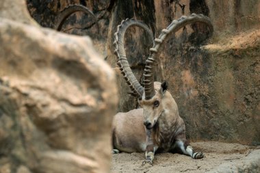 Nubian Ibex - Capra nubiana, Kuzey Afrika ve Ortadoğu dağlarından güzel, uzun boynuzlu keçi, Ürdün.