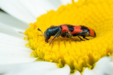 Bee Beetle - Trichodes apiarius, Avrupa ormanlarından ve ormanlık alanlardan gelen küçük güzel renkli böcek, Çek Cumhuriyeti.