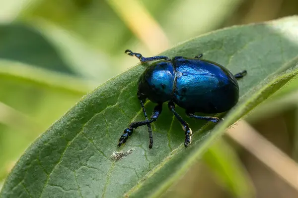 stock image blue mint leaf beetle - Chrysolina coerulans, beautiful metallic blue beetle from European meadows and river banks, Mikulov, Czech Republic.