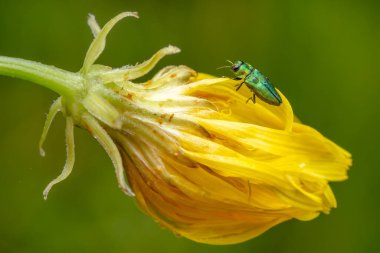 Mücevher Böceği - Anthaxia nitidula, Avrupa çayır ve otlaklarından güzel yeşil metalik böcek, Zlin, Çek Cumhuriyeti.