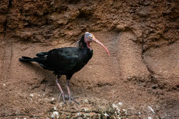 stock image Northern Bald Ibis - Geronticus eremita, unique special bird with bald head from mountains and semi-deserts of North Africa, Morocco.