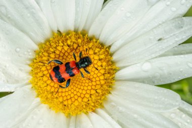 Bee Beetle - Trichodes apiarius, Avrupa ormanlarından ve ormanlık alanlardan gelen küçük güzel renkli böcek, Çek Cumhuriyeti.