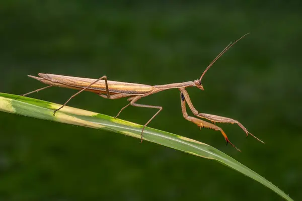 stock image Religious Mantis - Mantis religiosa, popular unique large insect from European meadows and grasslands, Zlin, Czech Republic.