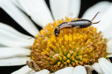 Common Earwig - Forficula auricularia, Avrupa 'daki evler, mutfaklar, bahçeler ve çayırlar, Zlin, Çek Cumhuriyeti.