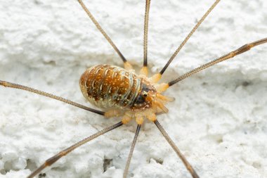 daddy long-legs - Opilio canestrinii, common daddy long-legs arachnid, often found on house walls of South and Central Europe, Czech Republic. clipart