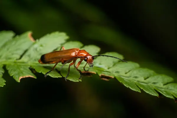 Stock image Common Red Soldier Beetle - Rhagonycha fulva, small beautiful orange and yellow beetle from European meadows and gardens, Czech Republic.