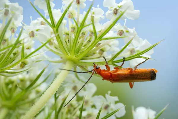 stock image Common Red Soldier Beetle - Rhagonycha fulva, small beautiful orange and yellow beetle from European meadows and gardens, Czech Republic.