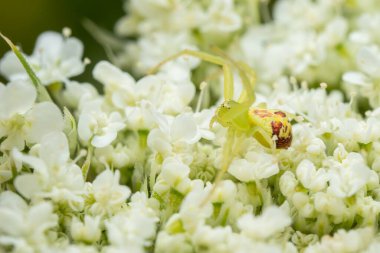 Goldenrod Yengeç Örümceği - Misumena vatia, Avrupa çayır ve bahçelerinden güzel ortak örümcek, Çek Cumhuriyeti.