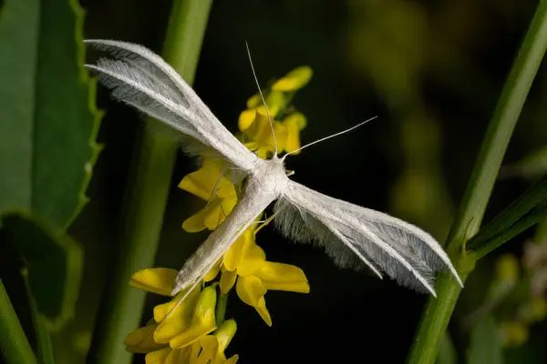 stock image White Plume Moth - Pterophorus pentadactyla, tiny beautiful unique moth from European woodlands and gardens, Zlin, Czech Republic.