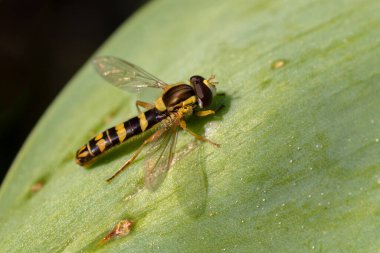 Uzun Hoverfly Sphaerophoria skripta, Avrupa çayırlarından ve bahçelerinden küçük güzel renkli uçan sinek, Zlin, Çek Cumhuriyeti.