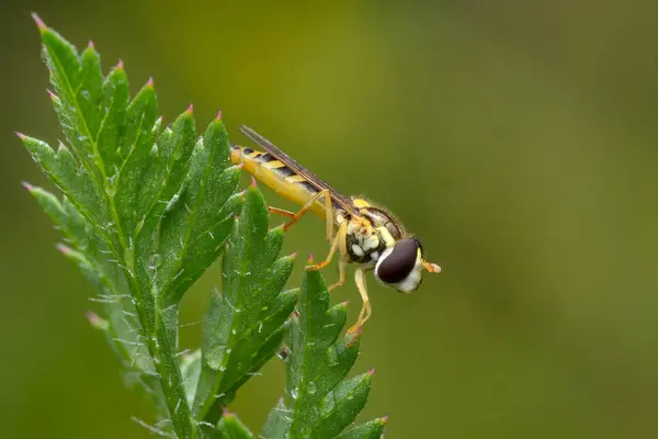 stock image Long Hoverfly  Sphaerophoria skripta, small beautiful colored hover fly from European meadows and gardens, Zlin, Czech Republic.