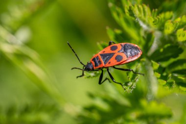 Firebug - Pyrrhocoris apterus, Avrupa çayırlarından, bahçelerinden ve ormanlarından yaygın kırmızı ve siyah böcek, Zlin, Çek Cumhuriyeti.