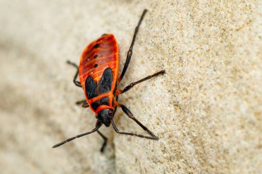Firebug - Pyrrhocoris apterus, Avrupa çayırlarından, bahçelerinden ve ormanlarından yaygın kırmızı ve siyah böcek, Zlin, Çek Cumhuriyeti.
