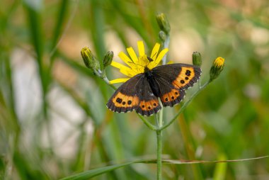 Arran Brown - Erebia ligea, Avrupa ormanlarından güzel küçük turuncu ve kahverengi kelebek, Jeseniky dağları, Çek Cumhuriyeti.