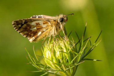 Oberthrs Grizzled Skipper - Pyrgus armoricanus, beautiful small butterfly from European meadows and grasslands, Zlin, Czech Republic. clipart