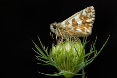 Oberthrs Grizzled Skipper - Pyrgus Armoricanus, Avrupa çayır ve otlaklarından güzel küçük kelebek, Zlin, Çek Cumhuriyeti.