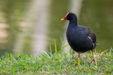 Ortak Moorhen - Gallinula kloropusu, güzel renkli utangaç su kuşu Avrasya bataklıkları ve su kıyılarından, Mauritius adası.